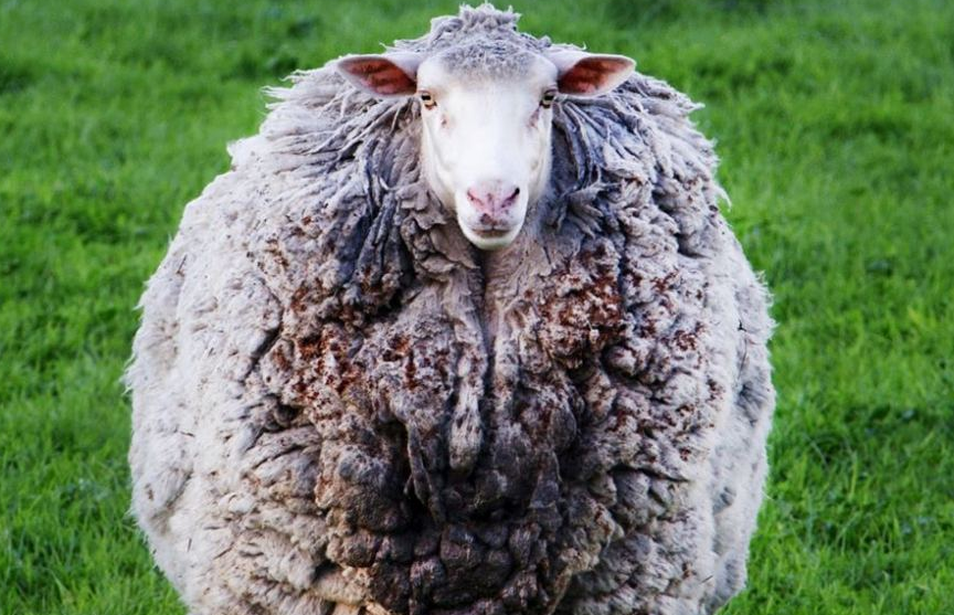 Пропавшая при пожаре овца вернулась к хозяевам спустя семь лет