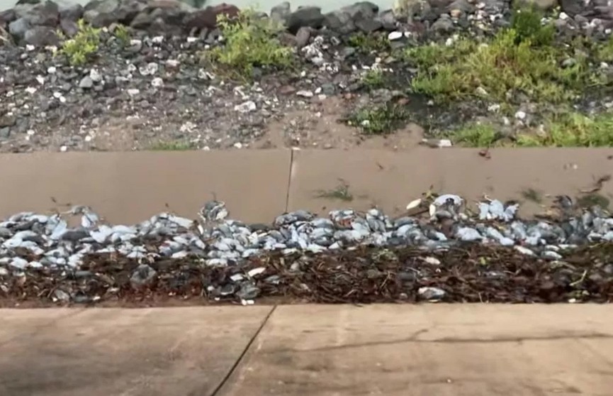 Умирающие крысы заполонили пляжи города Карумба в Австралии