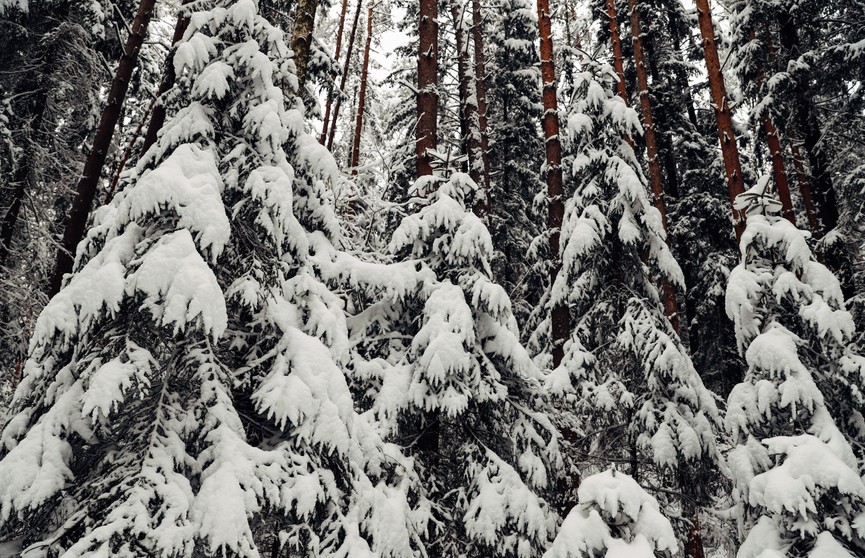 Посмотрите, какая красота! Настоящая зимняя сказка в белорусском лесу