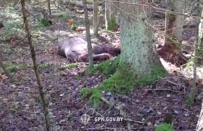 В колючей проволоке на литовско-белорусской границе запутался лось. Животное погибло