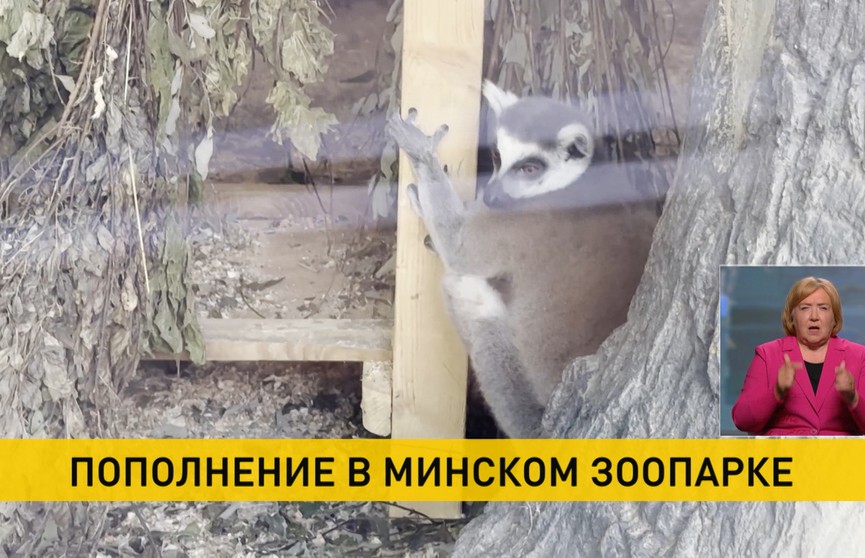 В Минском зоопарке у пары краснокнижных лемуров – пополнение