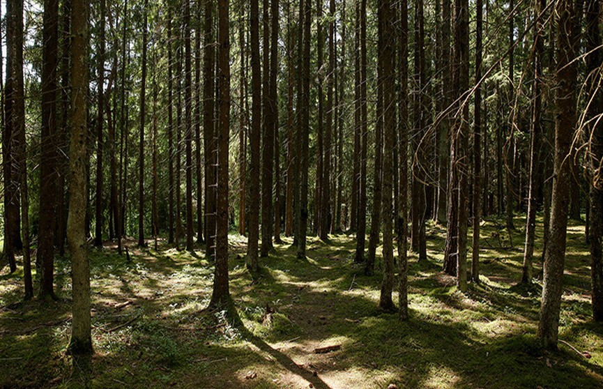 В 13 районах Беларуси действует запрет на посещение лесов