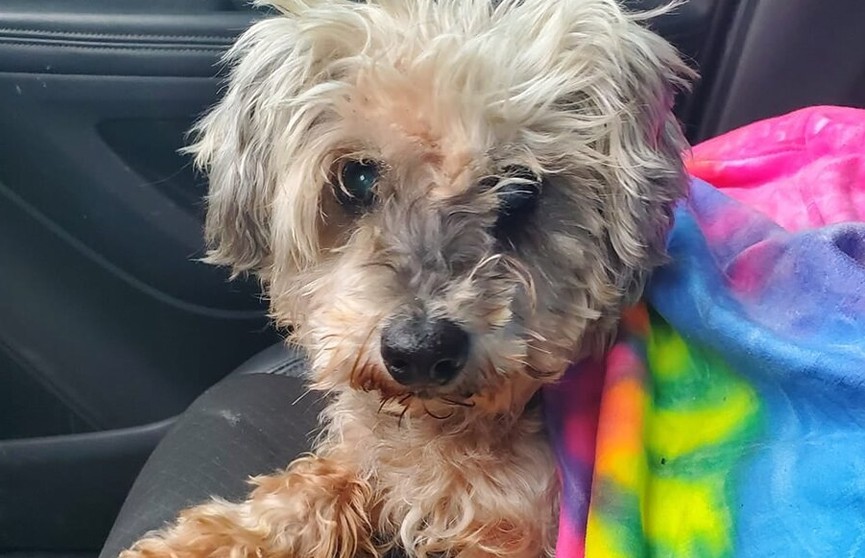 В Техасе нашли и вернули хозяевам собаку, пропавшую перед ураганом в 2017 году