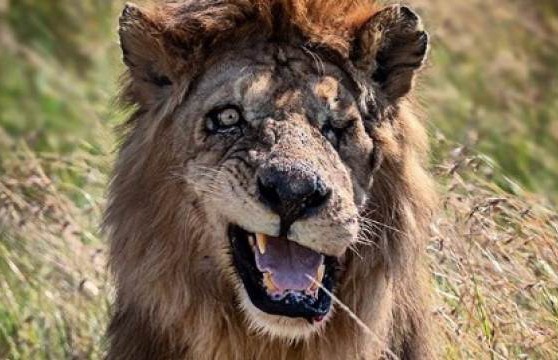 Двойника Шрама из «Король лев» нашли в Африке