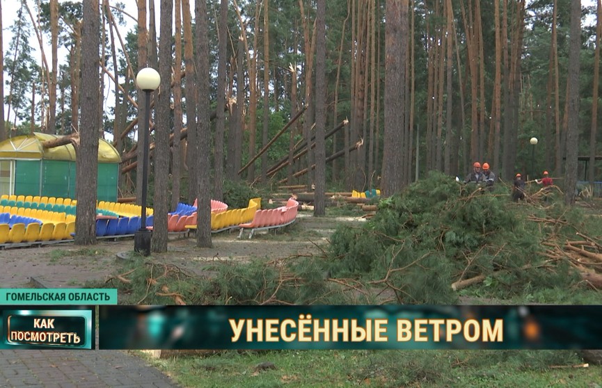 Детский лагерь на Гомельщине: мальчика придавило деревом – он погиб. Подробности трагедии