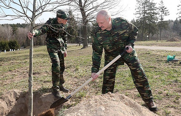 Президент принял участие в посадке деревьев на «Линии Сталина»
