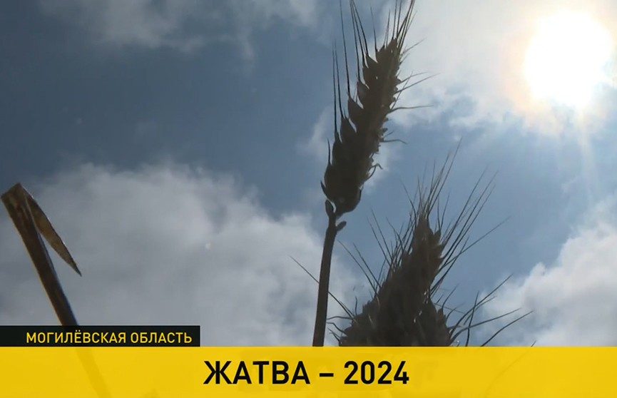 Сберечь в поле каждый колосок: ураган внес коррективы в битву за урожай в Беларуси