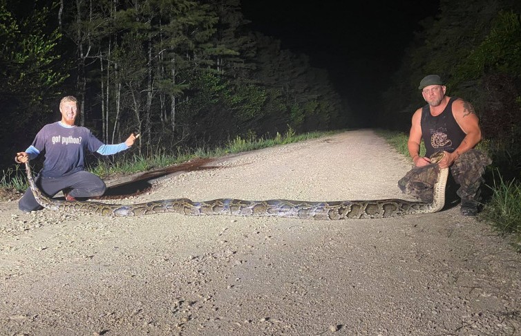 Змееловы в США голыми руками поймали питона длиной почти 6 м (ВИДЕО)