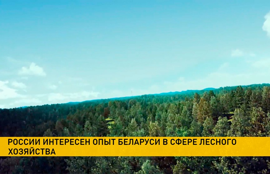 Министерство лесного хозяйства провело переговоры с российскими коллегами в преддверии Форума регионов