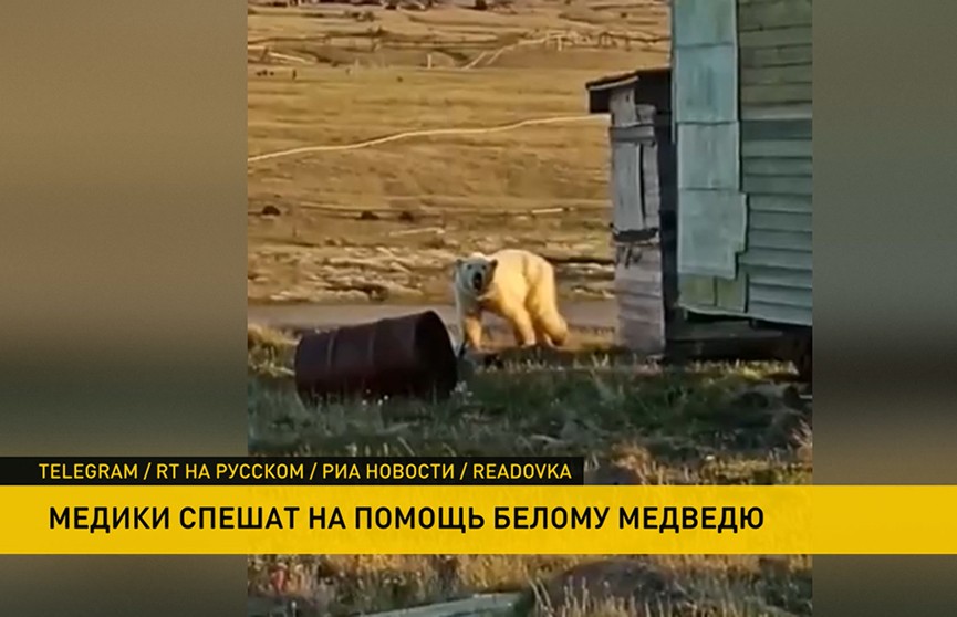 Медведь пришел к людям, чтобы ему помогли избавиться от застрявшей в пасти банки со сгущенкой
