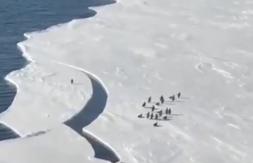 За этого пингвина переживали более 116 млн человек. Только взгляните на это эпичное видео из Антарктиды!