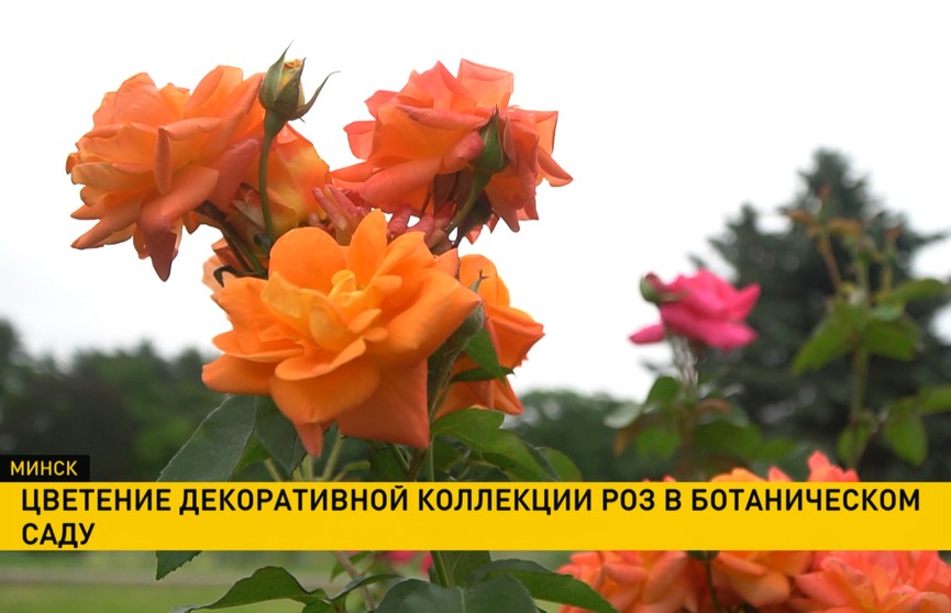 В Ботаническом саду зацвели декоративные розы