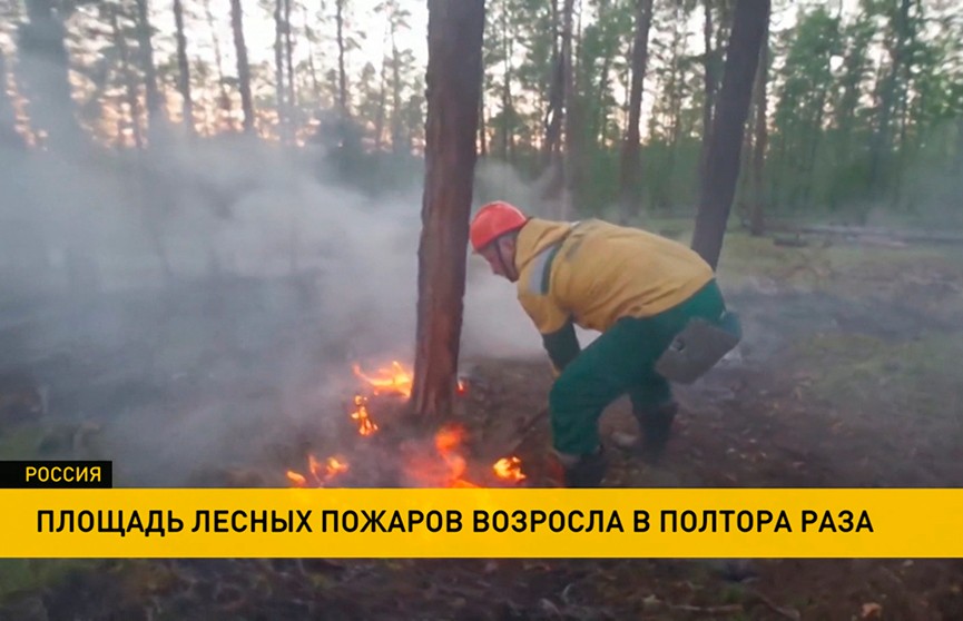 Площадь лесных пожаров в Сибири достигла 9 тыс. га