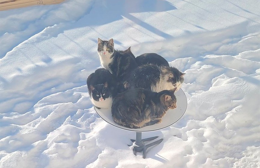 В Канаде коты захватили стоящую на земле спутниковую тарелку Starlink: они грелись и мешали ловить интернет