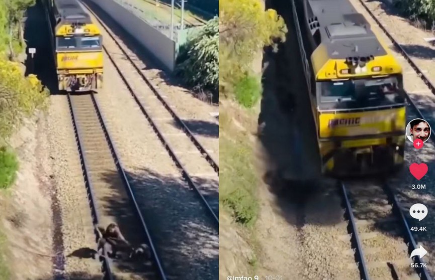 Мужчина, рискуя жизнью, спас из-под колес поезда собаку. Посмотрите – во время просмотра замирает сердце! (ВИДЕО)