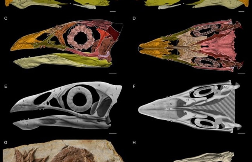 Палеонтологи обнаружили самую древнюю плодоядную примитивную птицу