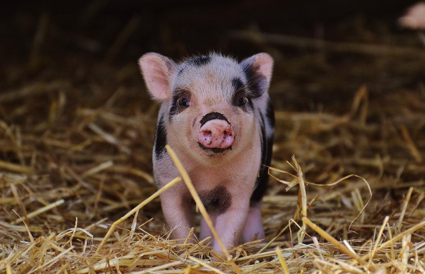 В Японии обнаружили второй за неделю очаг чумы свиней