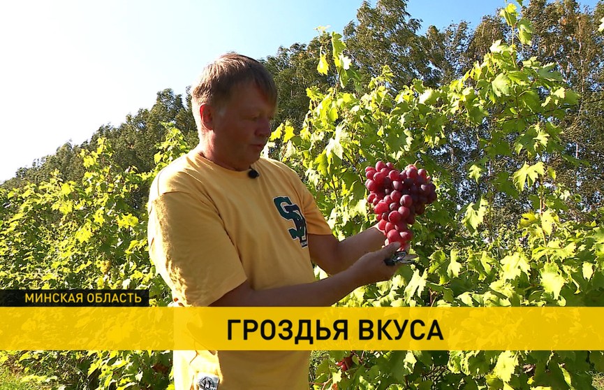 Сбор урожая проходит на виноградных плантациях Беларуси. Репортаж ОНТ