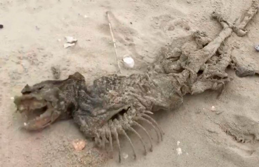 На пляже в США нашли загадочное безглазое существо с большими зубами