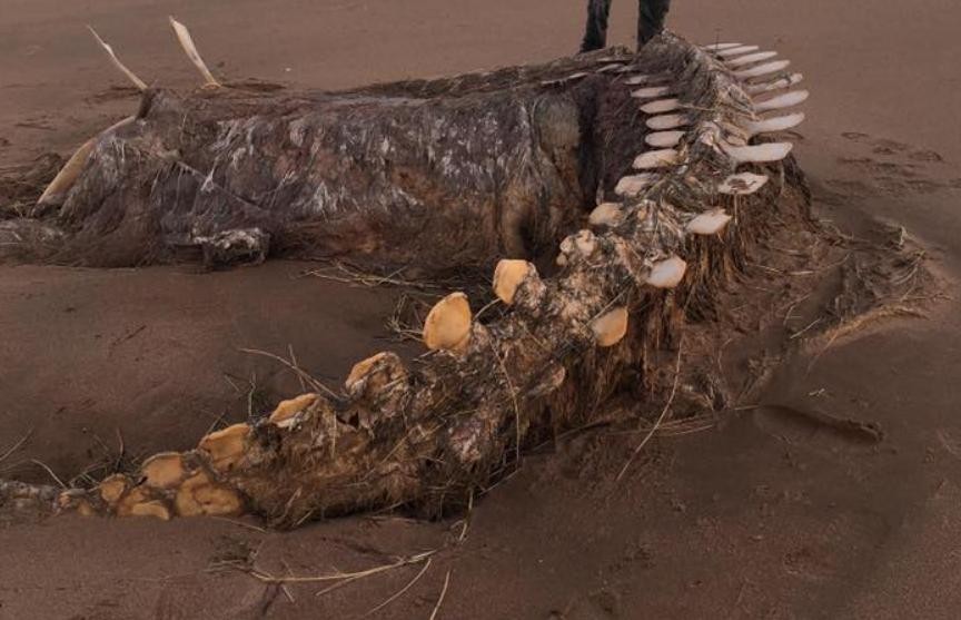 Скелет неизвестного существа выбросило на берег во время шторма в Шотландии