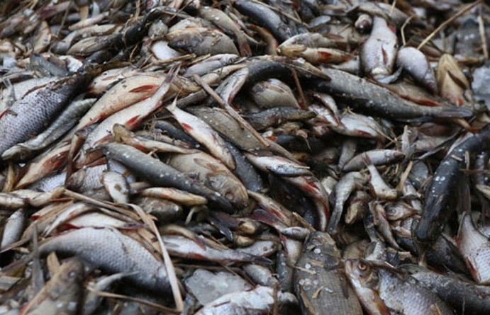 В реке Пине зафиксирован мор рыбы