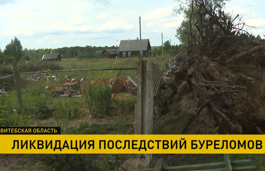 В Минской и Витебской областях сотрудники лесхозов продолжают устранять лесные завалы