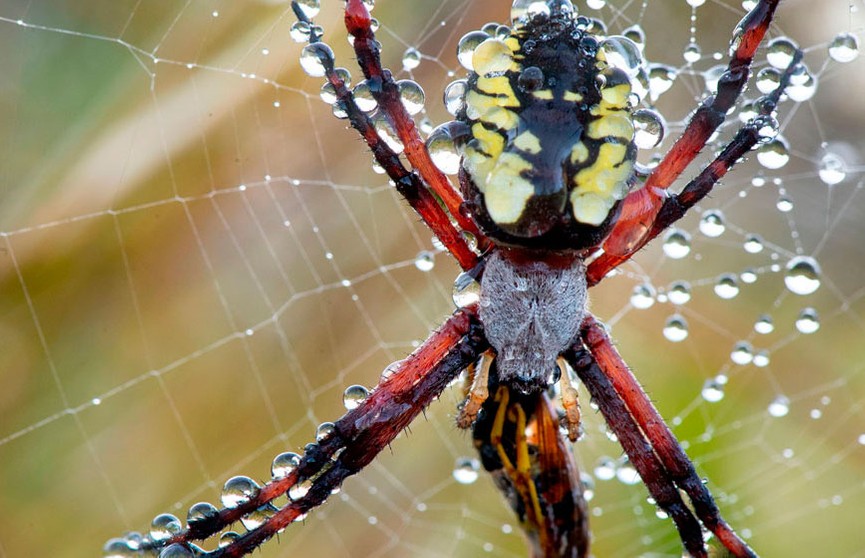 Ученые изобрели чудо-пластырь с помощью пауков