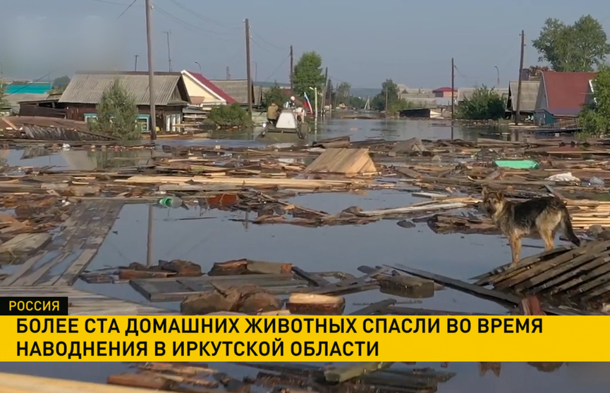 Более 100 домашних питомцев спасли в Иркутской области во время наводнения