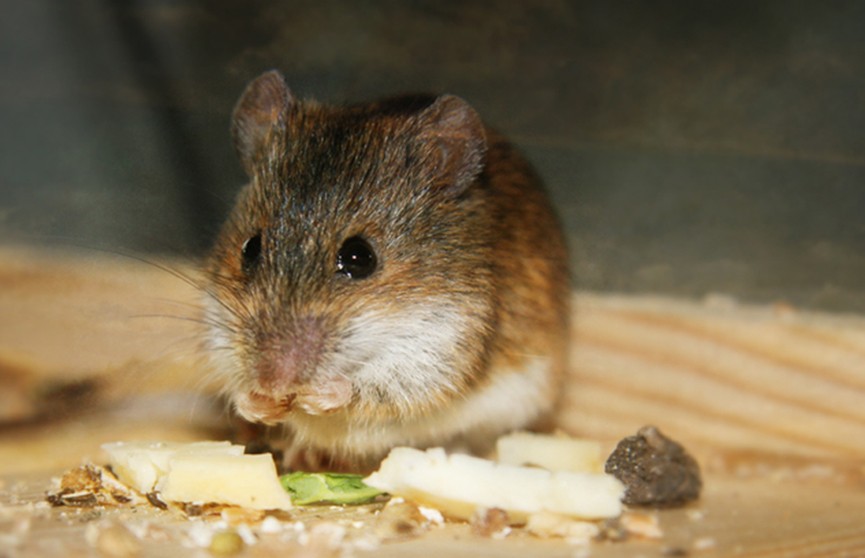Питание раз в день продлило жизнь мышам