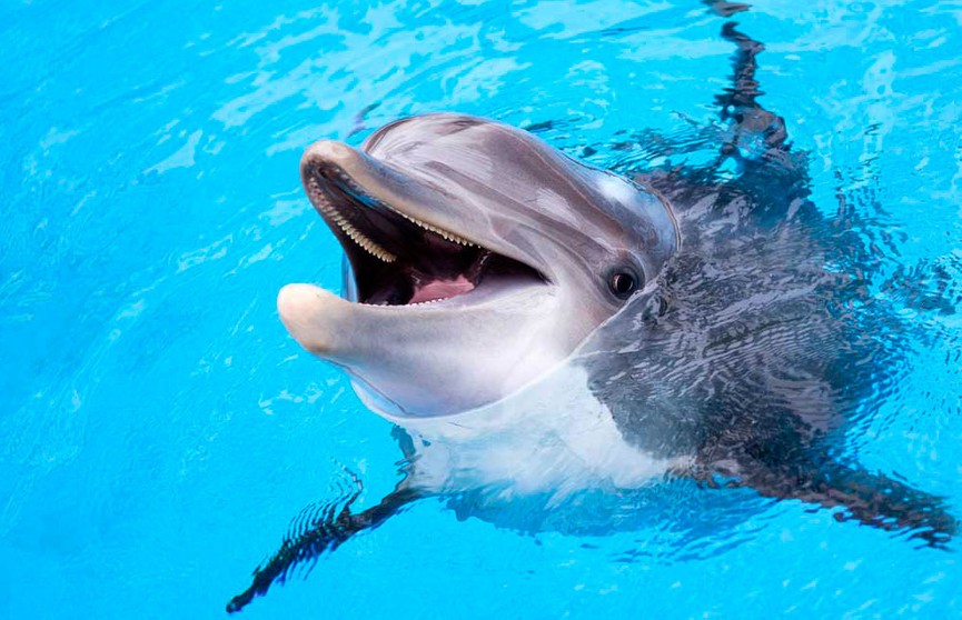 Ученые: большинство дельфинов – правши