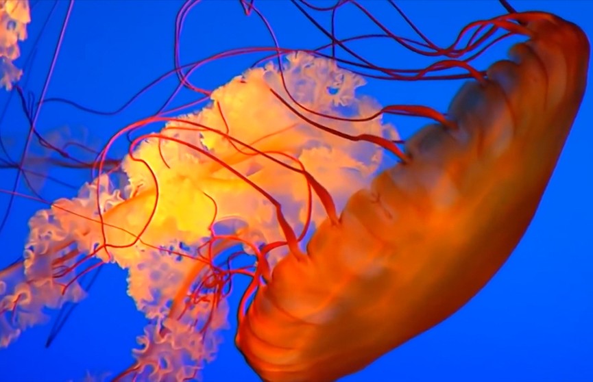 Медузы помогут решить проблему загрязнения Мирового океана