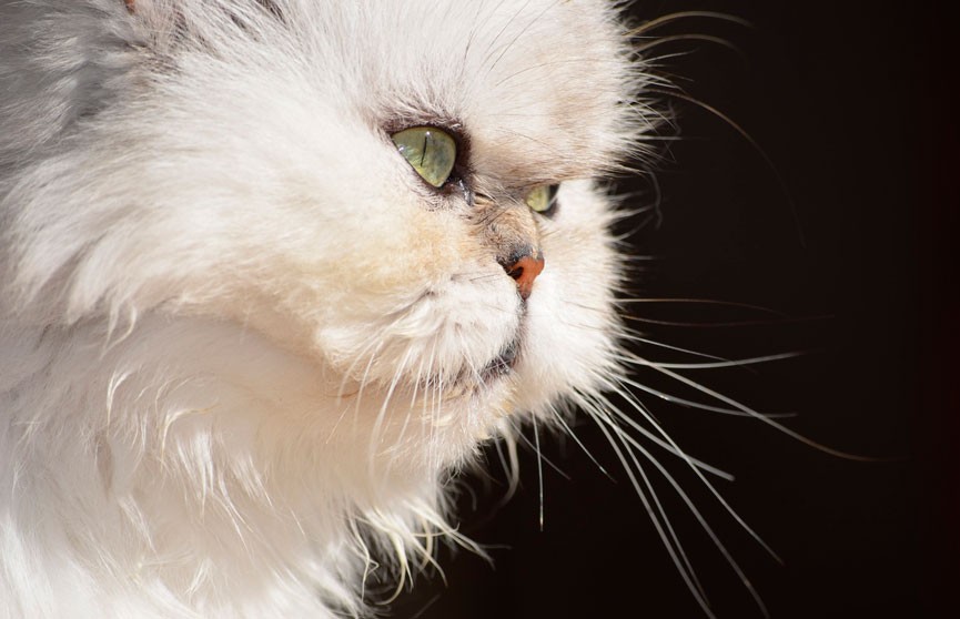 Просто у него кость широкая: гигантский персидский кот удивил пользователей TikTok