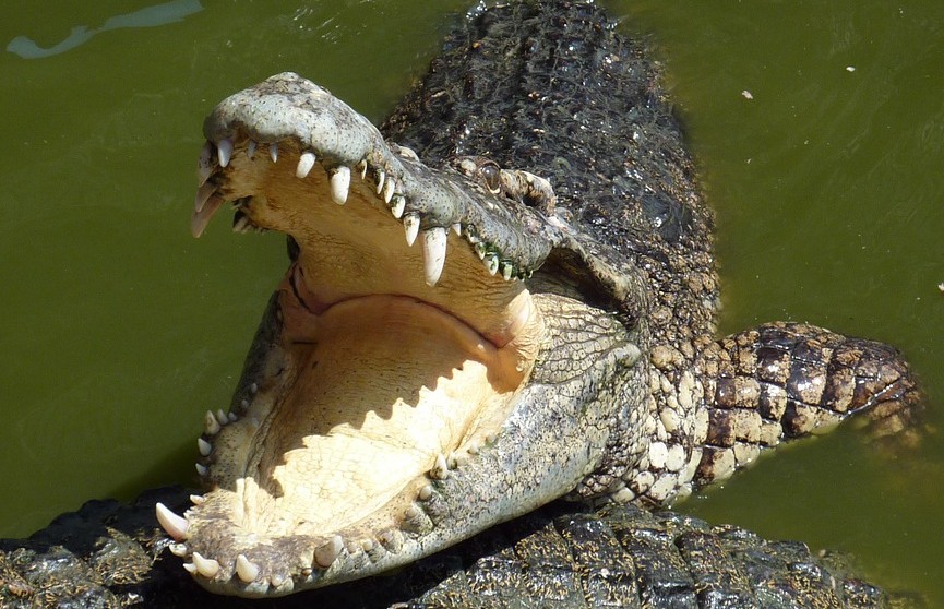 Крокодил растерзал купавшегося в озере девятилетнего мальчика
