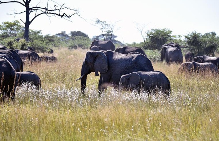 Власти Намибии выставили на продажу 170 диких слонов