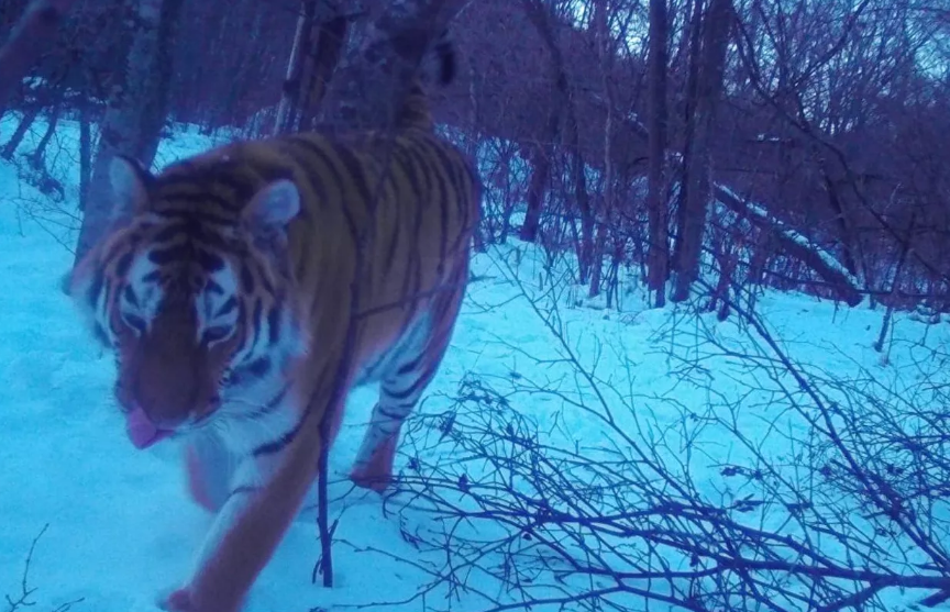 В России тигр следовал за машиной и попал на ВИДЕО