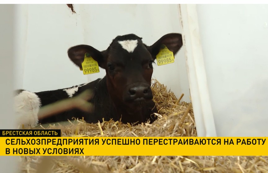 Белорусские сельхозпредприятия успешно перестраиваются на работу в новых условиях