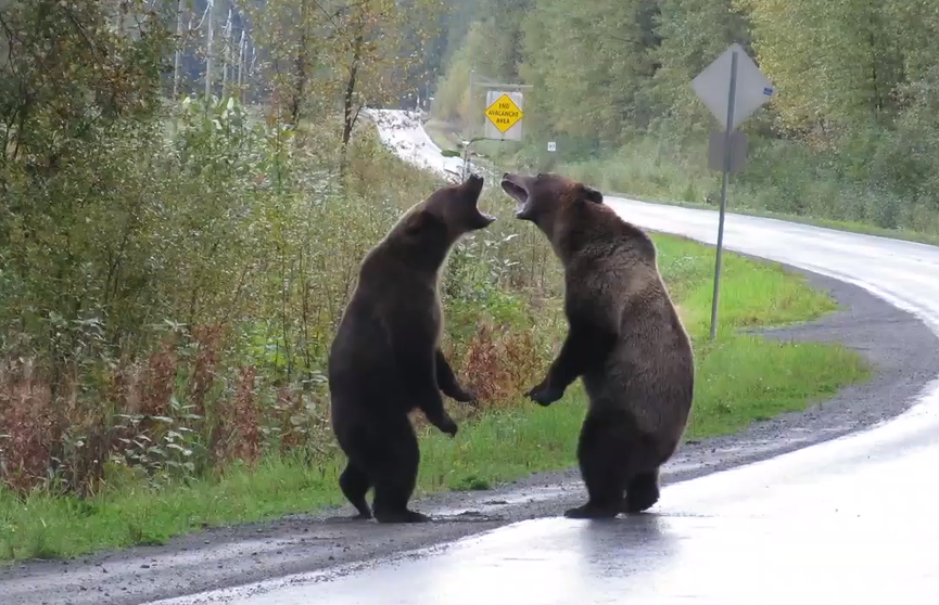 Два свирепых медведя гризли устроили драку на шоссе в Канаде (ВИДЕО)