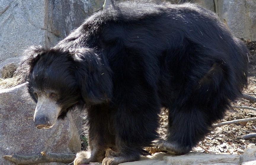 Самый опасный медведь в мире ранил пять человек и сбежал