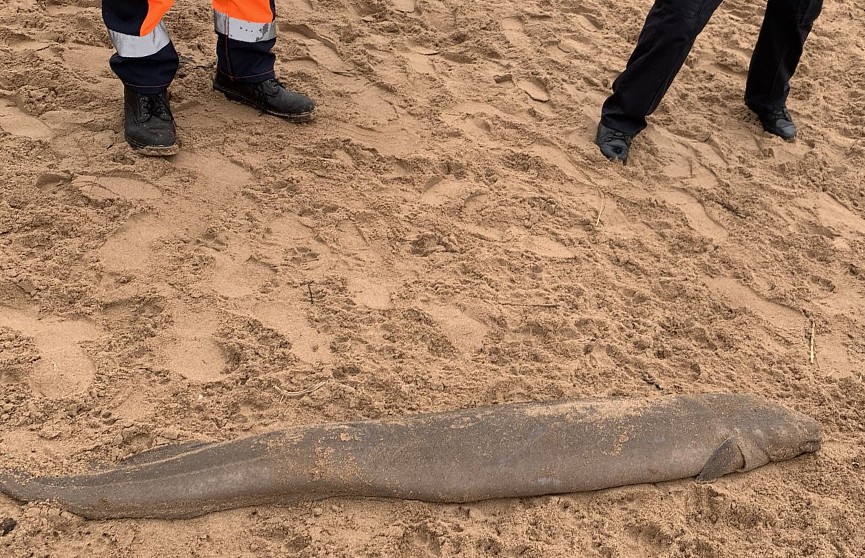 Полицейские нашли «монстра» на пляже в Великобритании