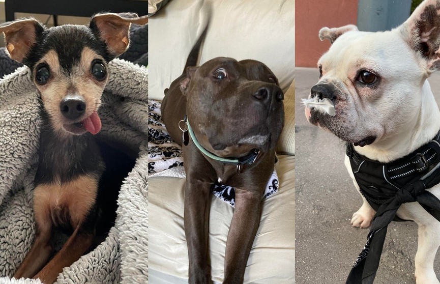 10 фотографий собак, которые поднимут настроение любому. Как вам милашка под №2?