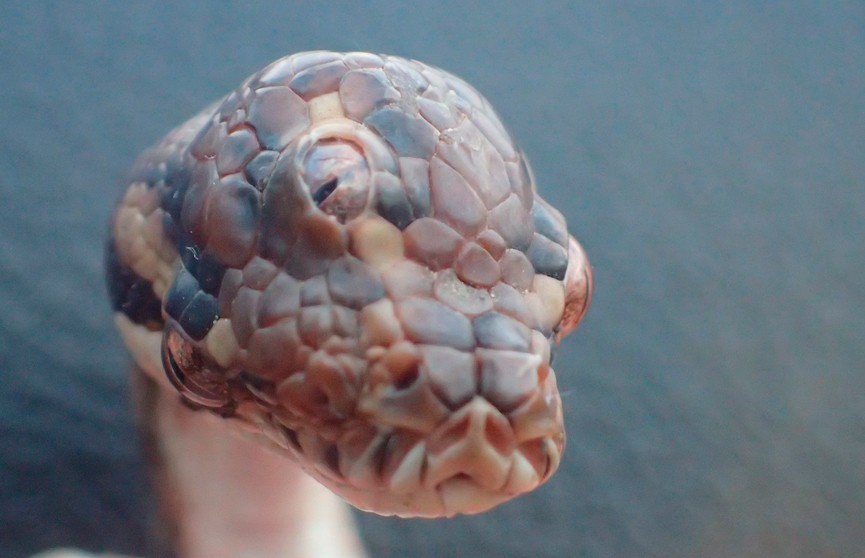Фотофакт: трёхглазую змею нашли в Австралии
