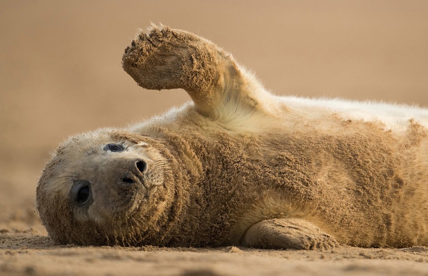 138 детенышей тюленей обнаружили ученые в устье Темзы