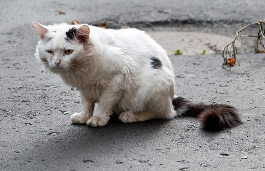 Живодёр из Гродно избил и задушил кота: возбуждено уголовное дело