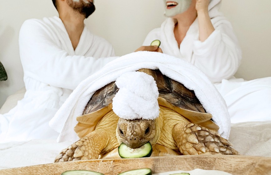 Пара из Калифорнии умиляет публику стильными фото со своей огромной черепахой