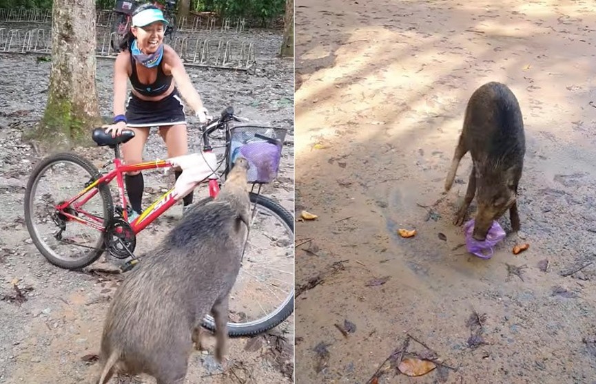 В Сингапуре голодный кабан остановил велосипедистку и отобрал у нее еду