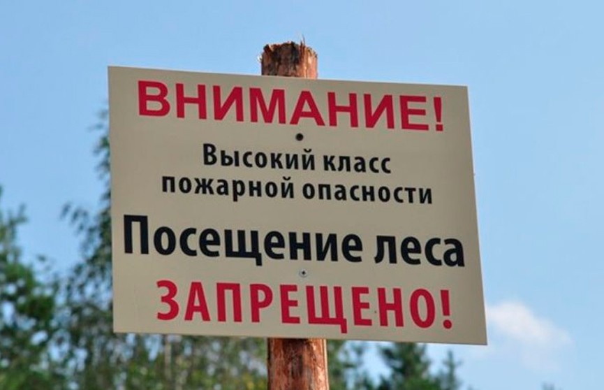 Запрет на посещение лесов введён в Ивацевичском и Берёзовском районах