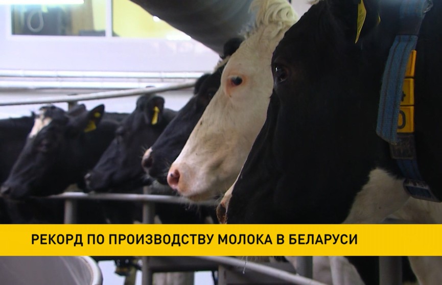 Рекорд по производству молока поставлен в Беларуси в 2020 году: более 7,5 млн тонн