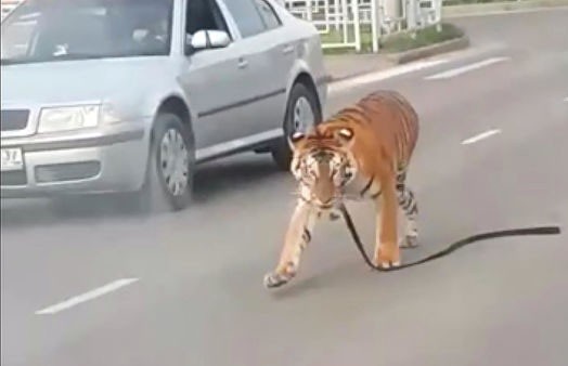 В Иваново тигр выбежал на проезжую часть (ВИДЕО)