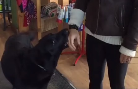Милый вымогатель: пес попрошайничает у покупателей в магазине