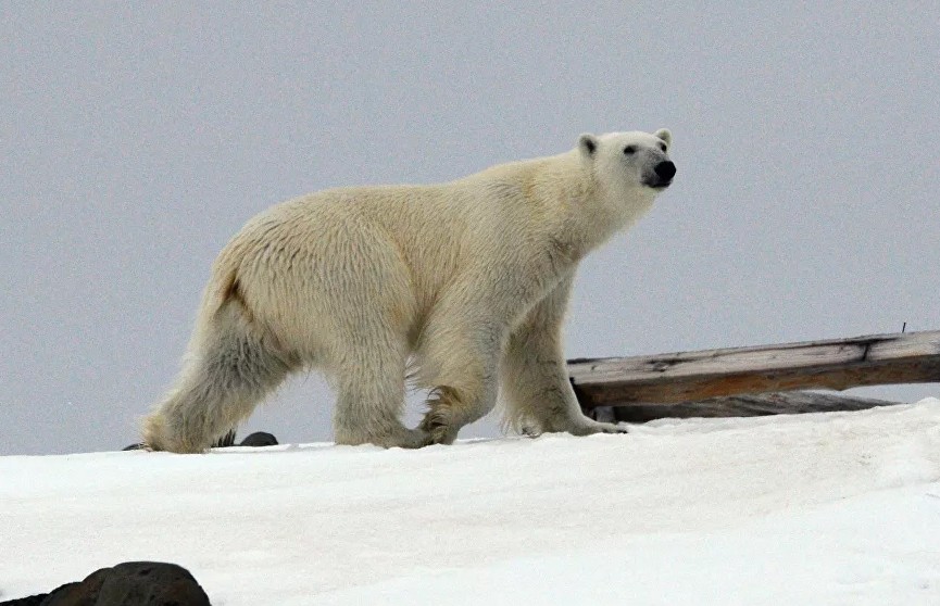 Россиянин чудом выжил после нападения белого медведя